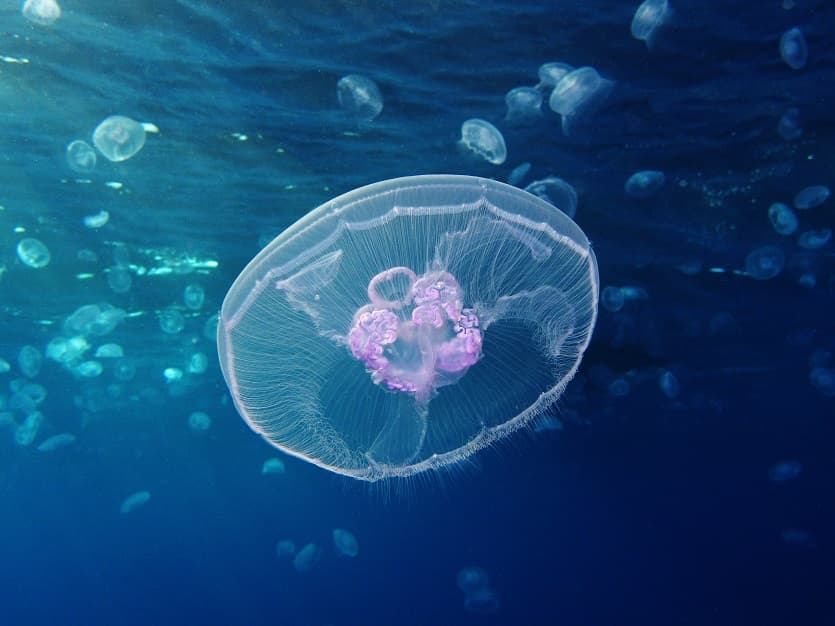 Aurelia Aurita