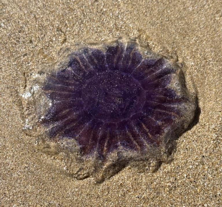 Cyanea lamarckii
